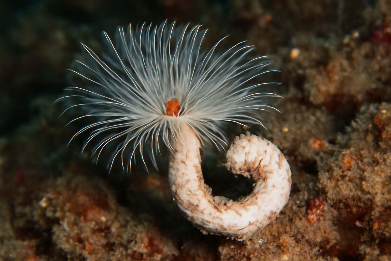 Pseudovermilia