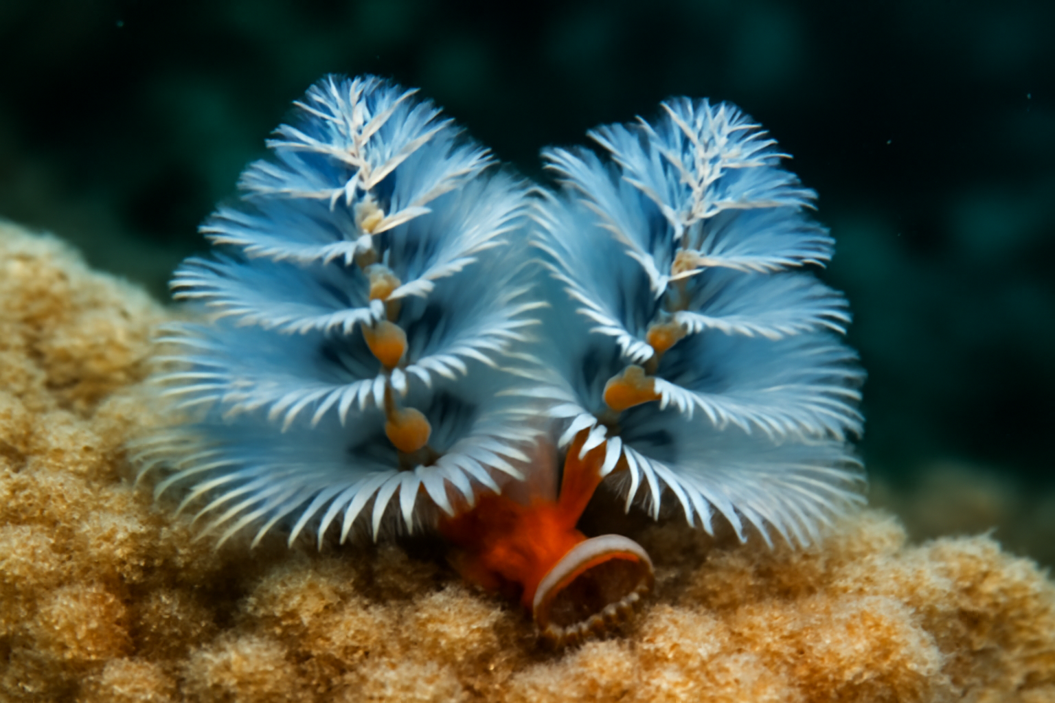 Spirobranchus