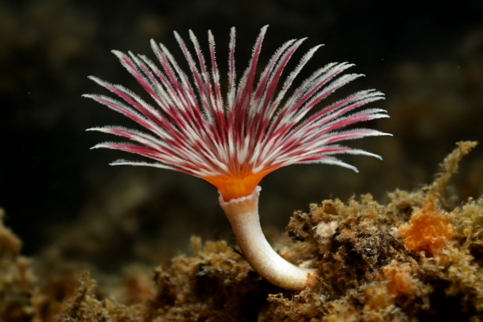 Vermiliopsis