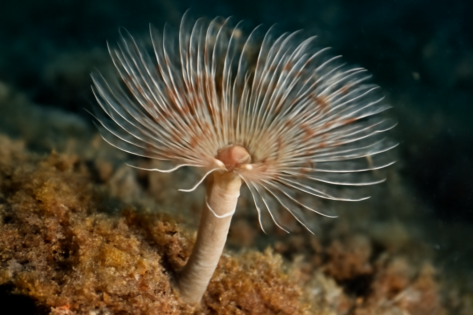Apomatus