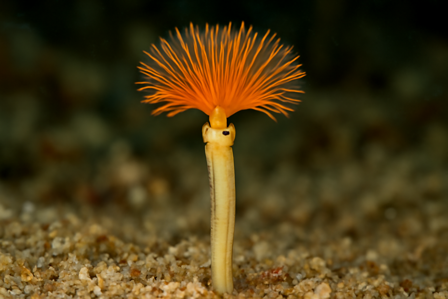Fabriciola
