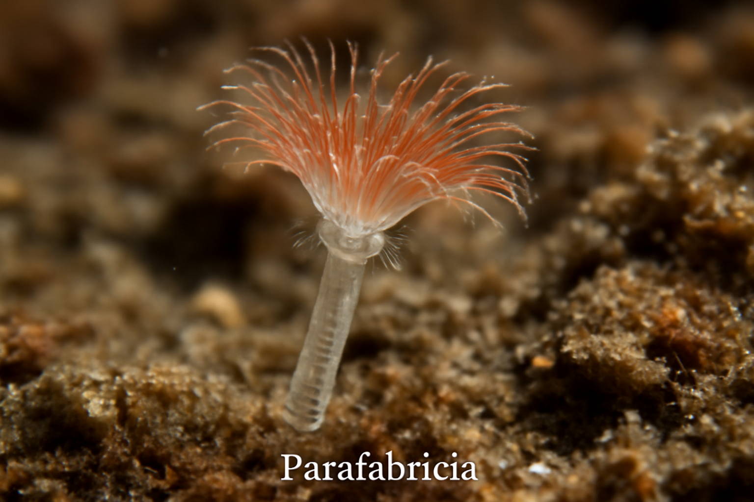 Parafabricia