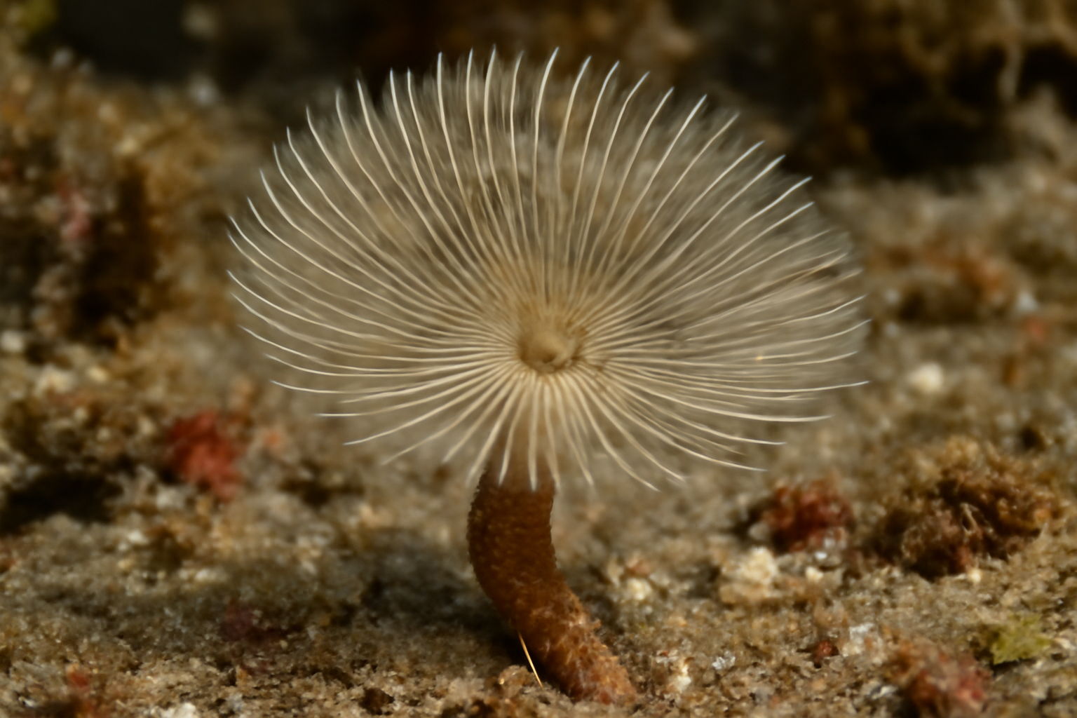 Pseudofabricia