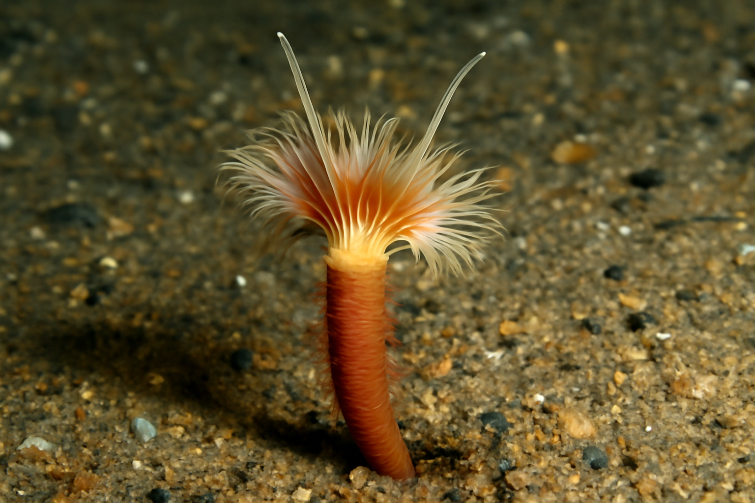Amphicteis
