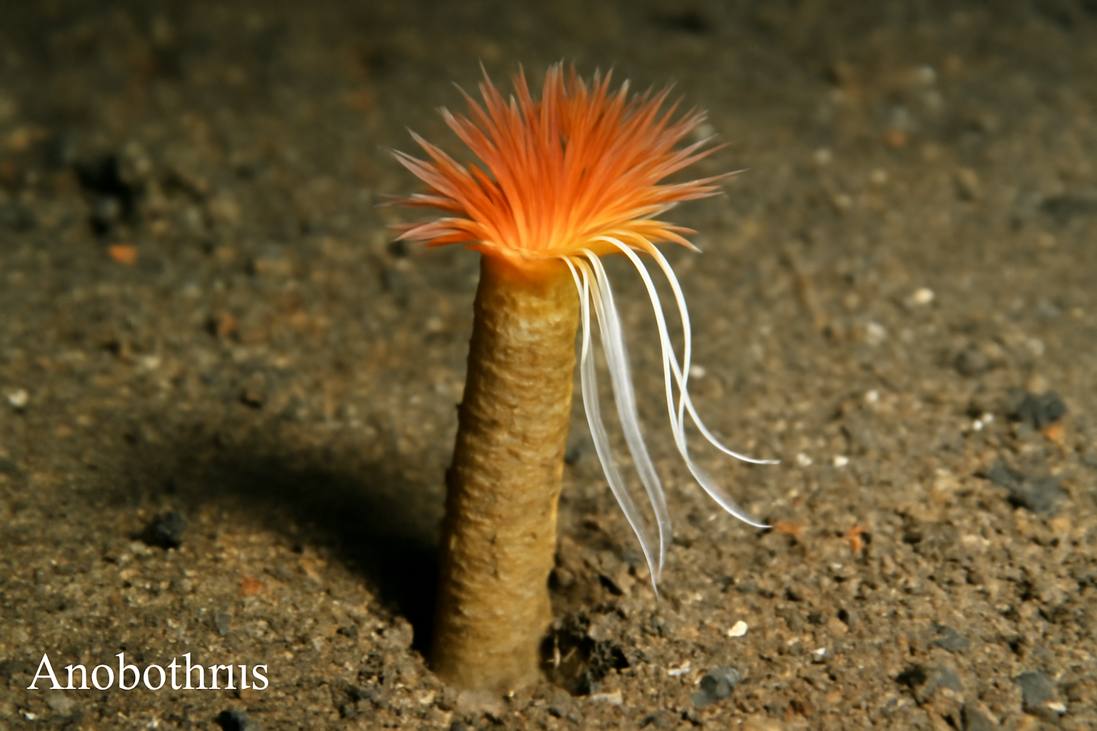 Anobothrus