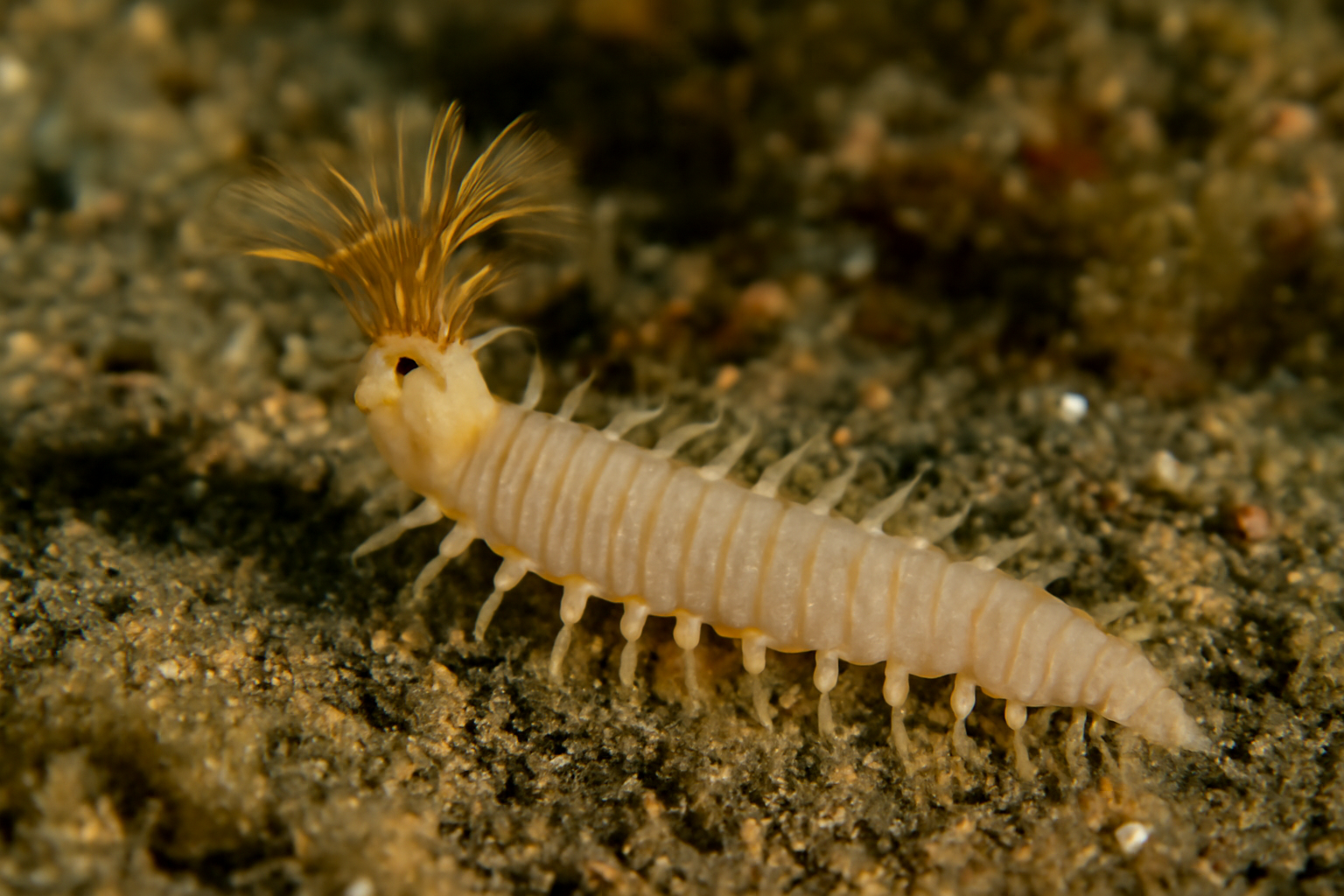 Ecamphicteis