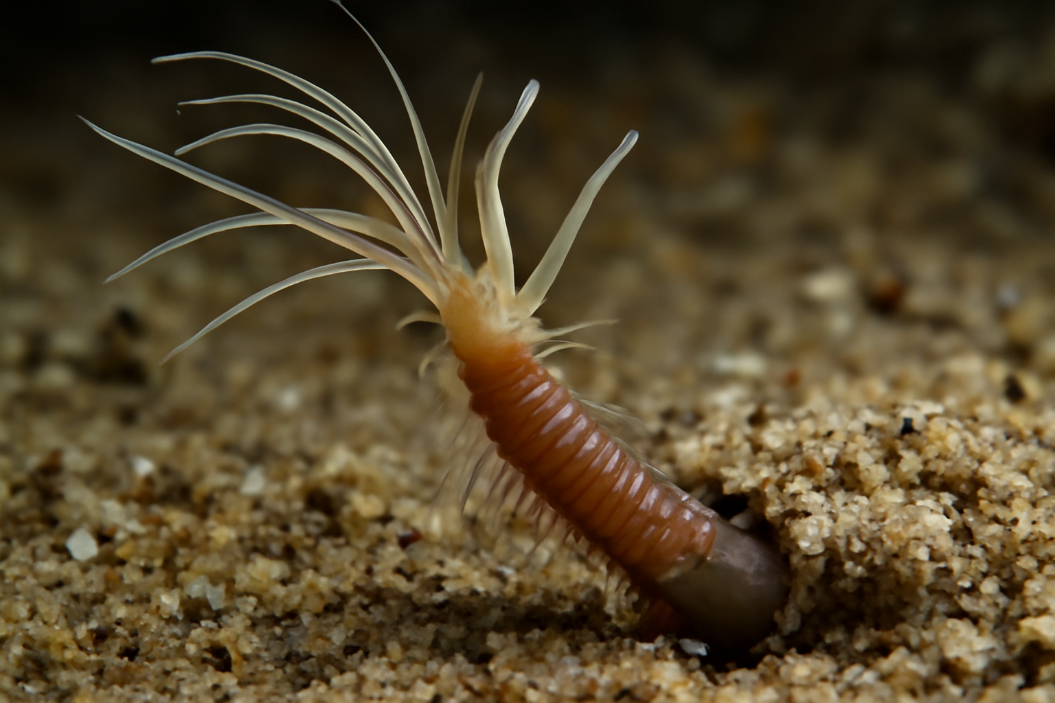 Echinospio