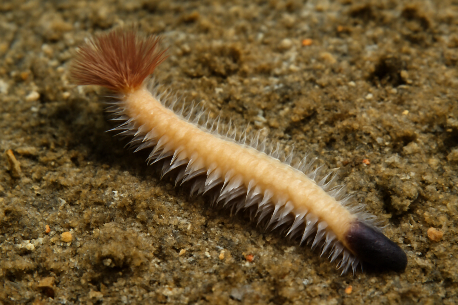 Melinnopsis