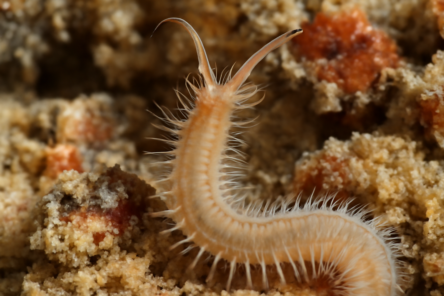 Dipolydora