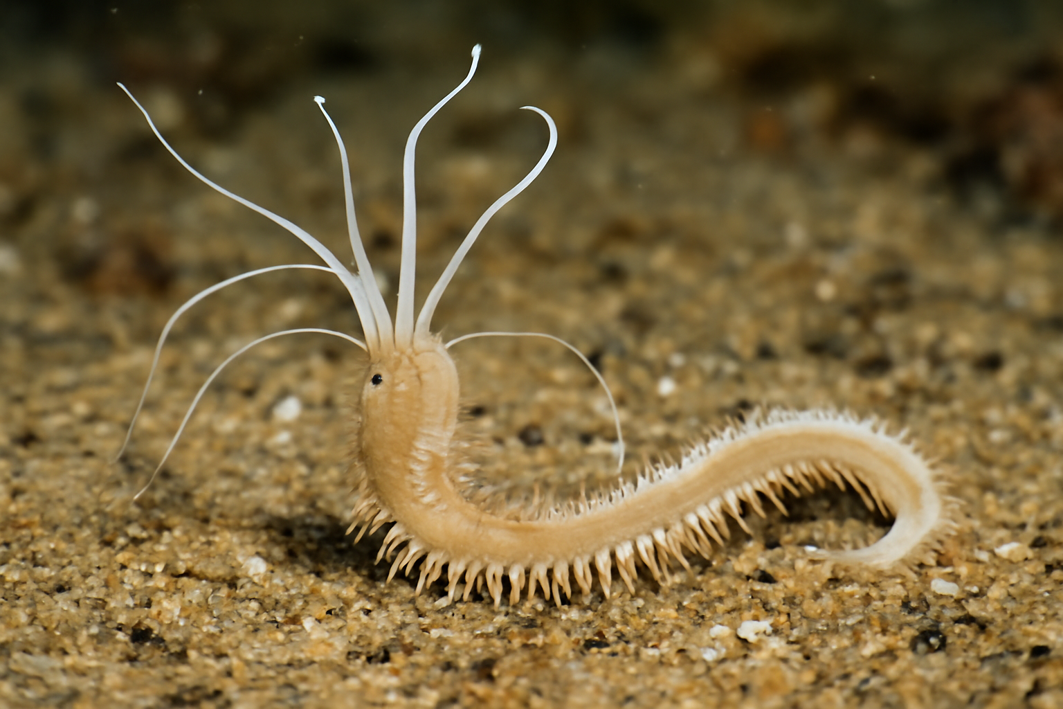 Prionospio