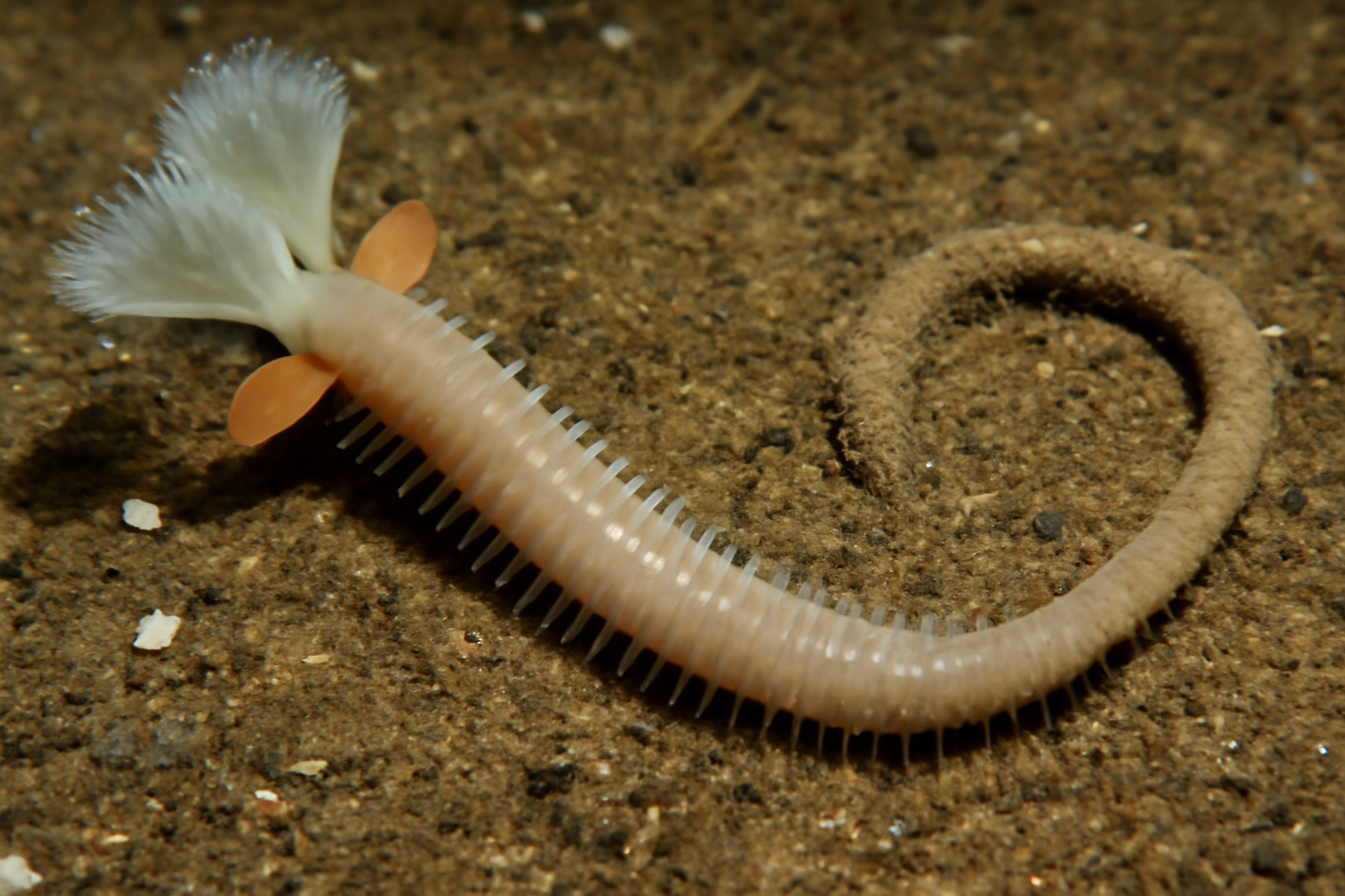 Mesochaetopterus