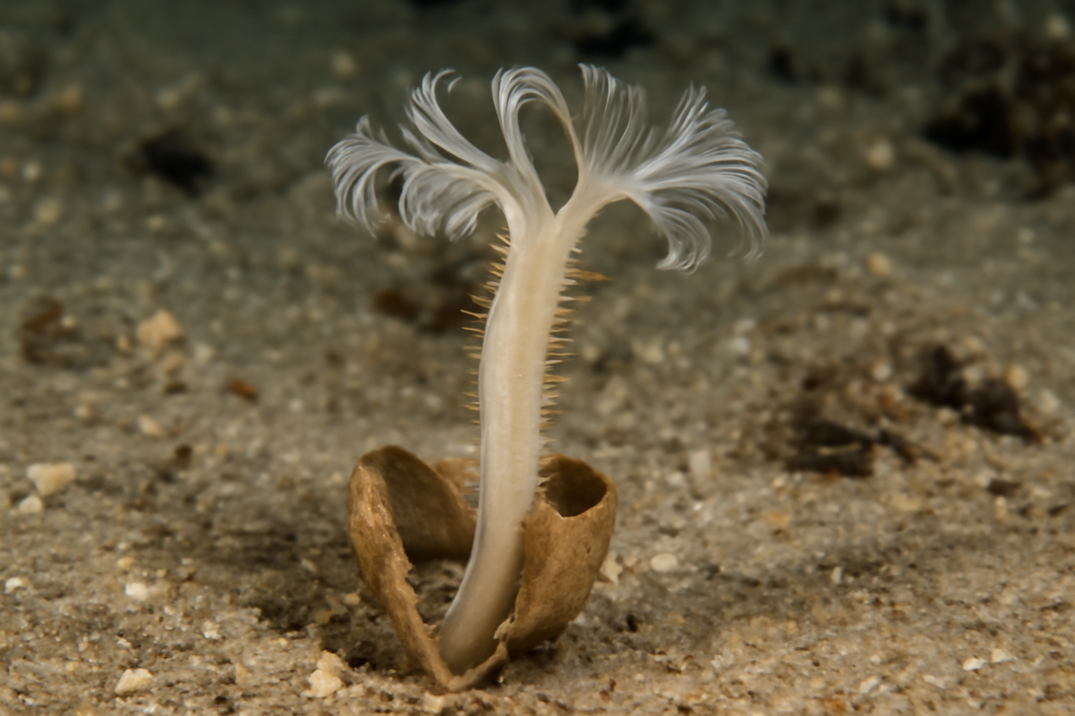Phyllochaetopterus