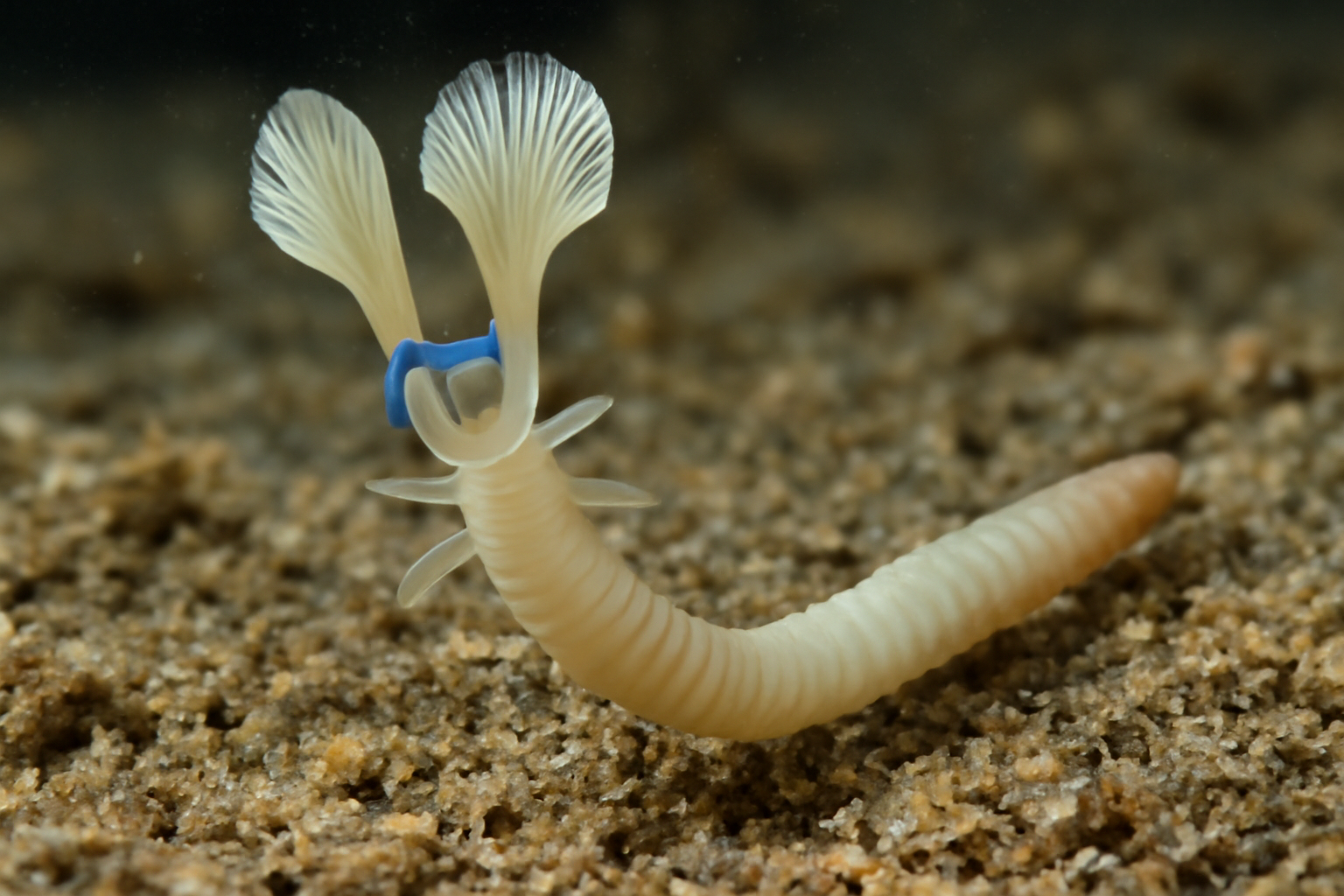 Spiochaetopterus