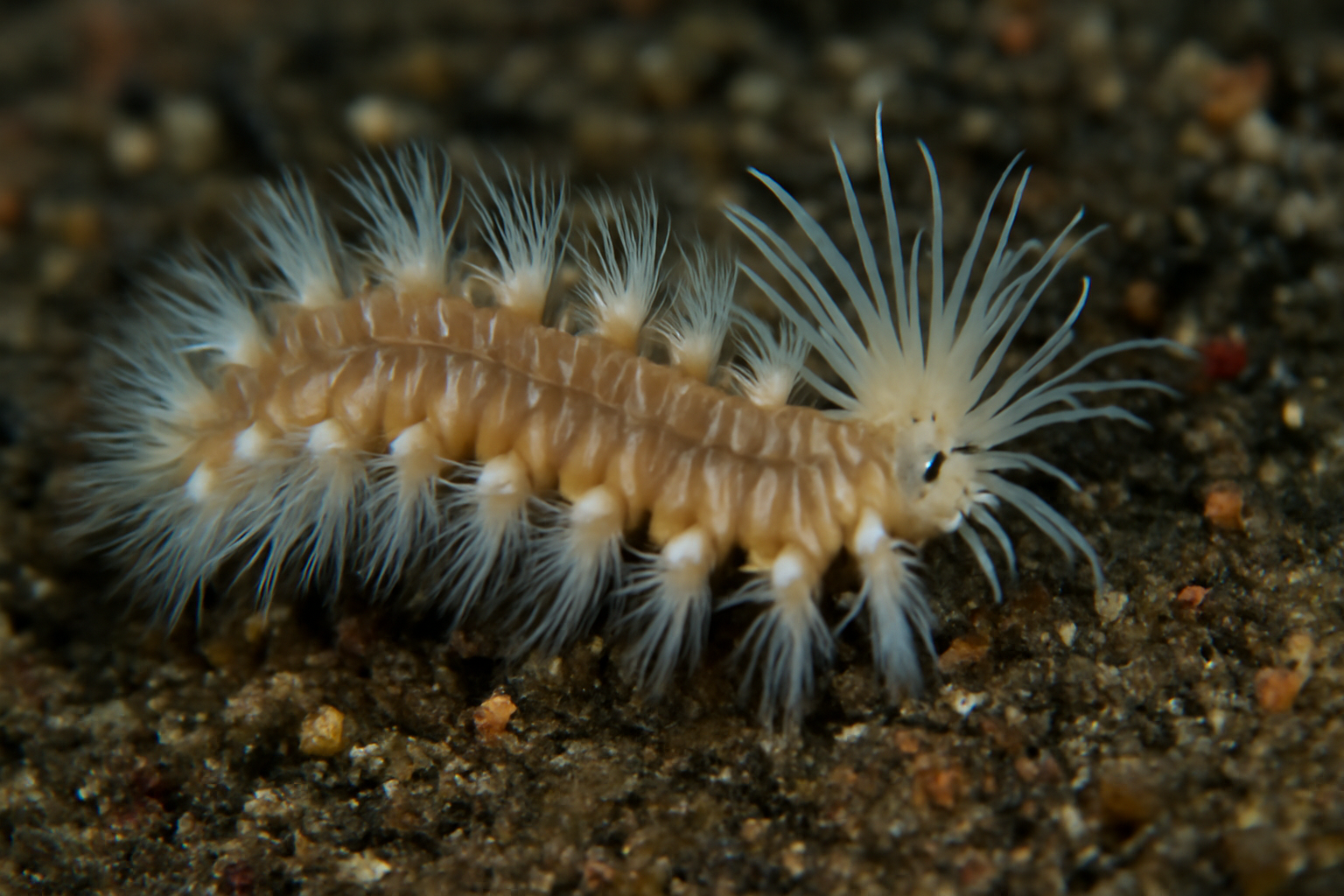 Paramphinome