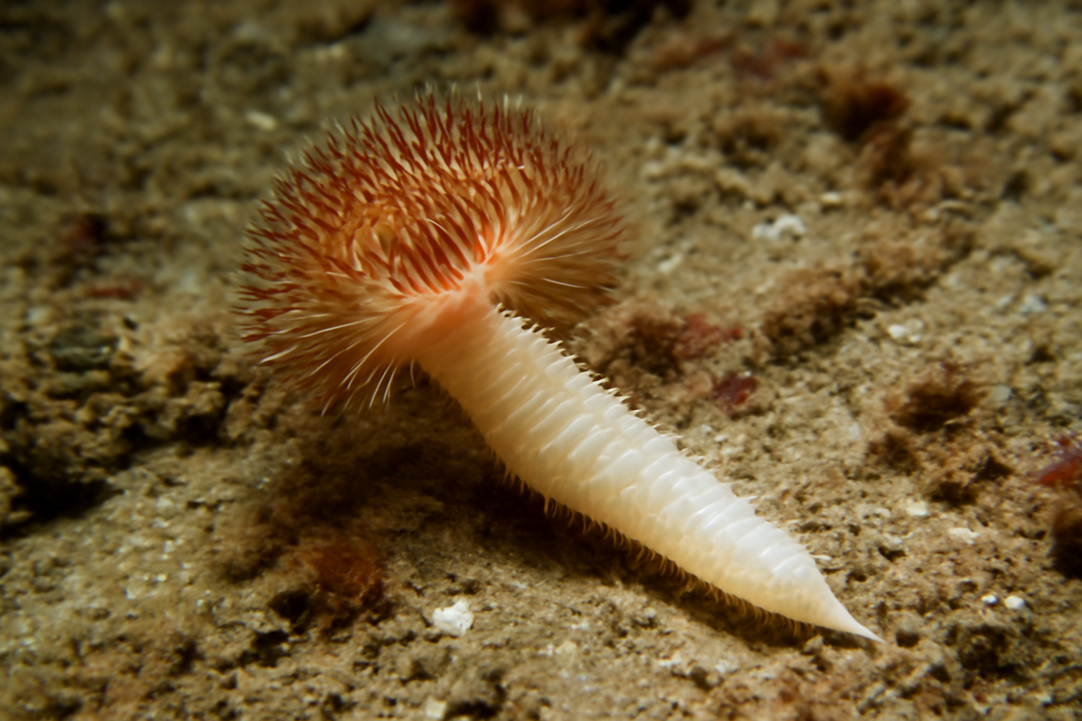 Parascolelepis