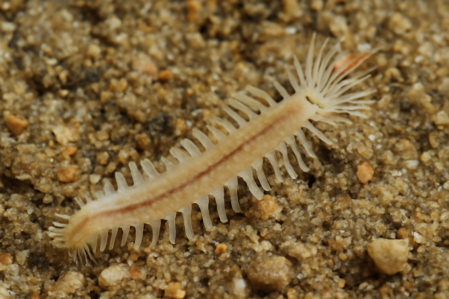 Pseudoscolelepis