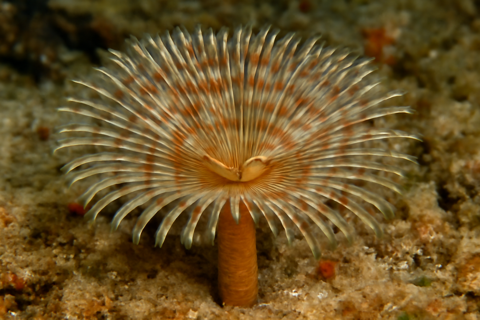Amphitrite