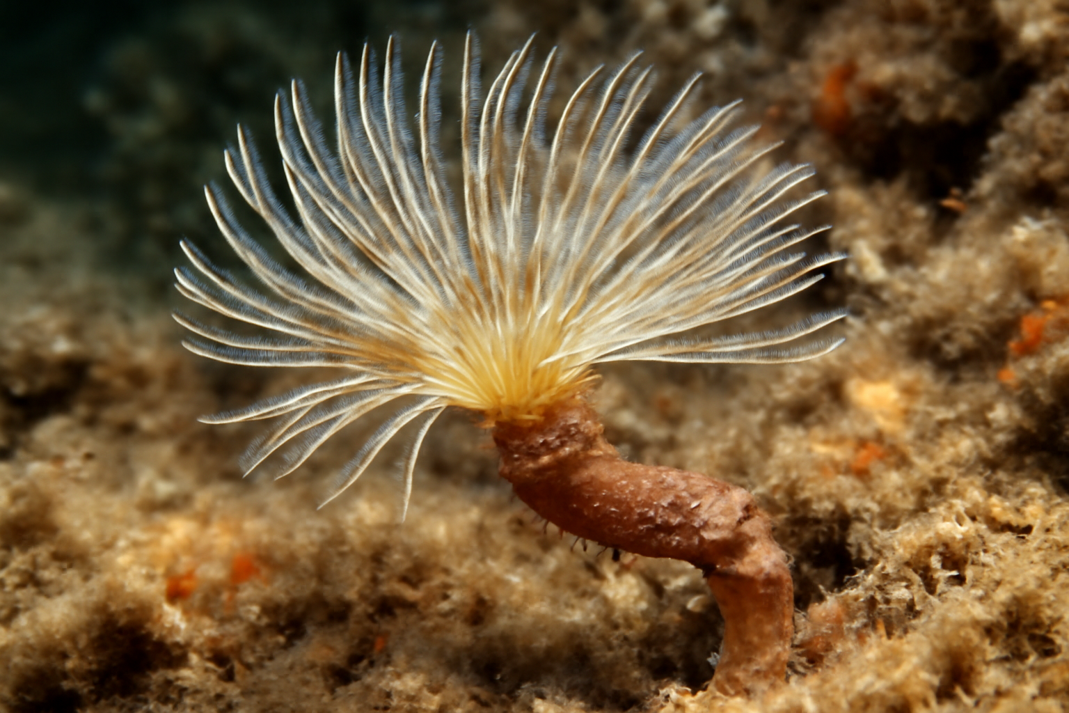 Streblosoma