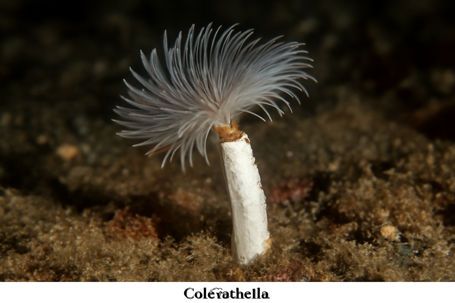 Calcisabella