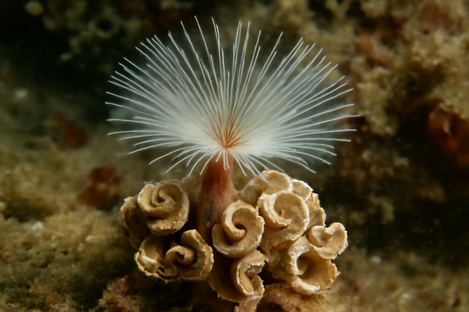 Ficopomatus