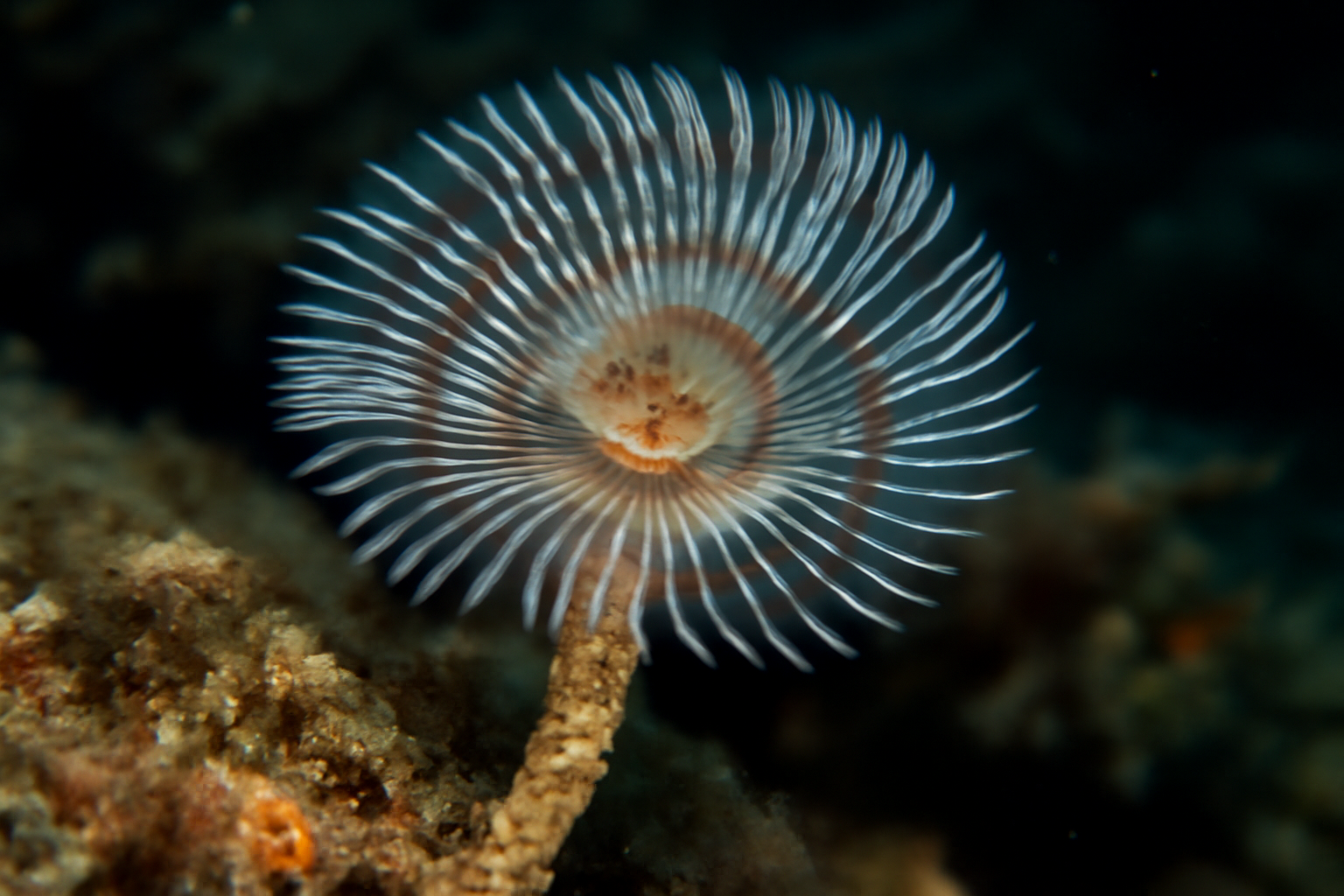 Hydroides