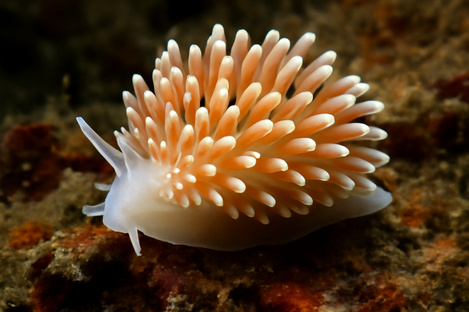 Josephella