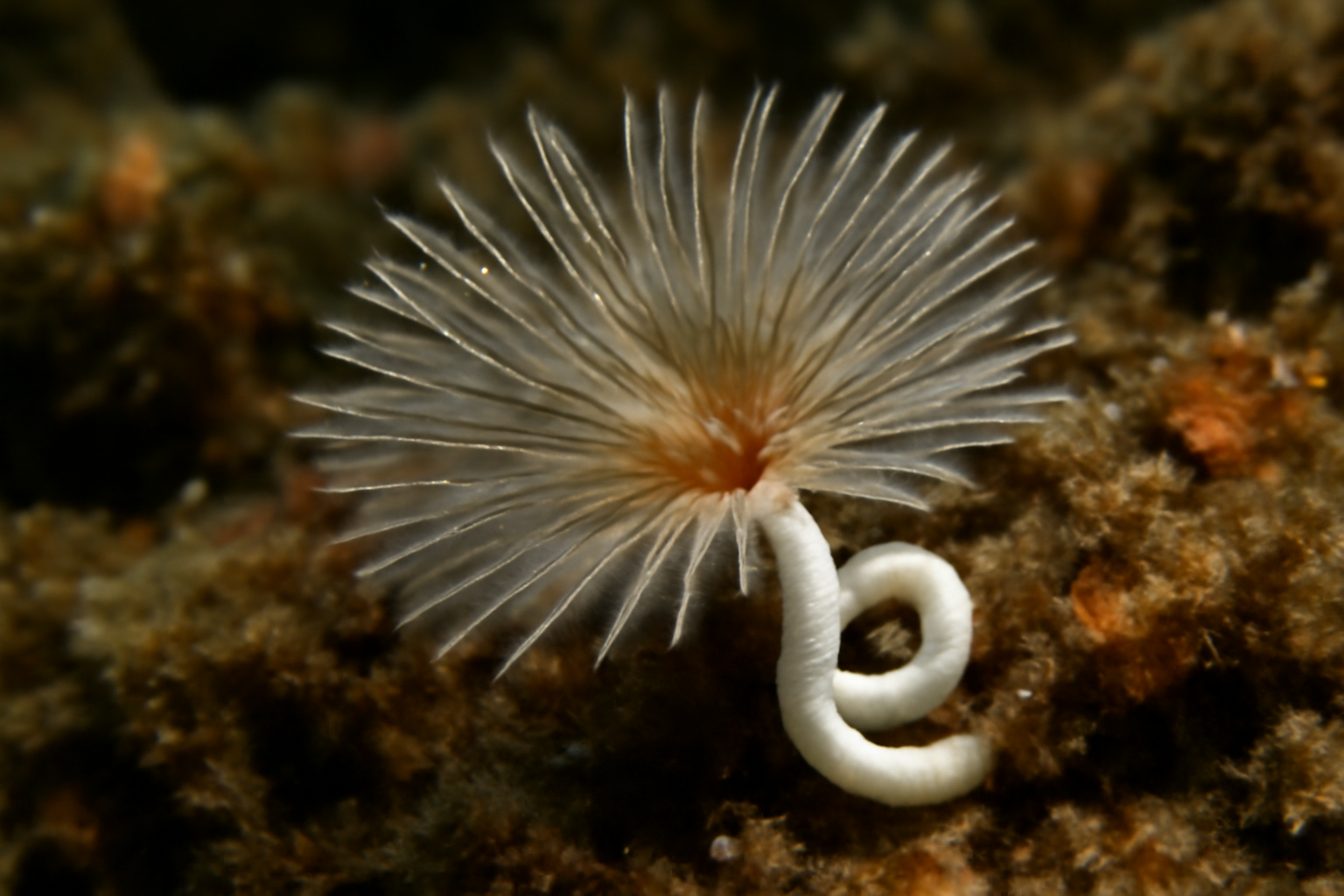 Neodexiospira