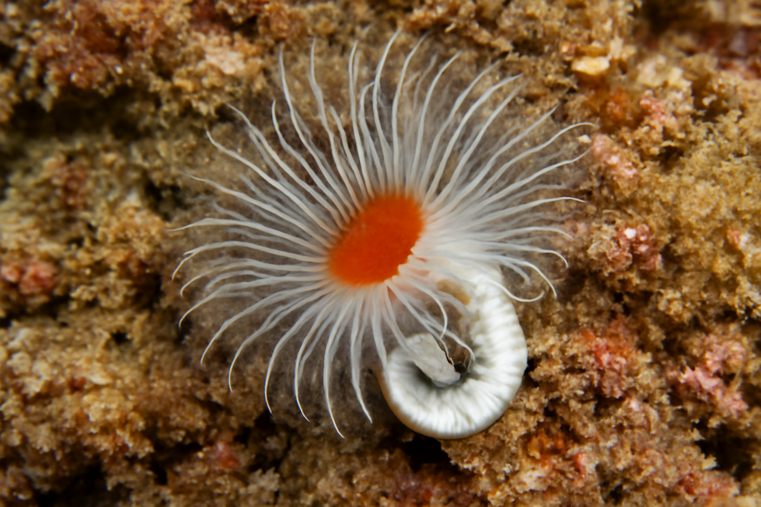 Pseudovermilia