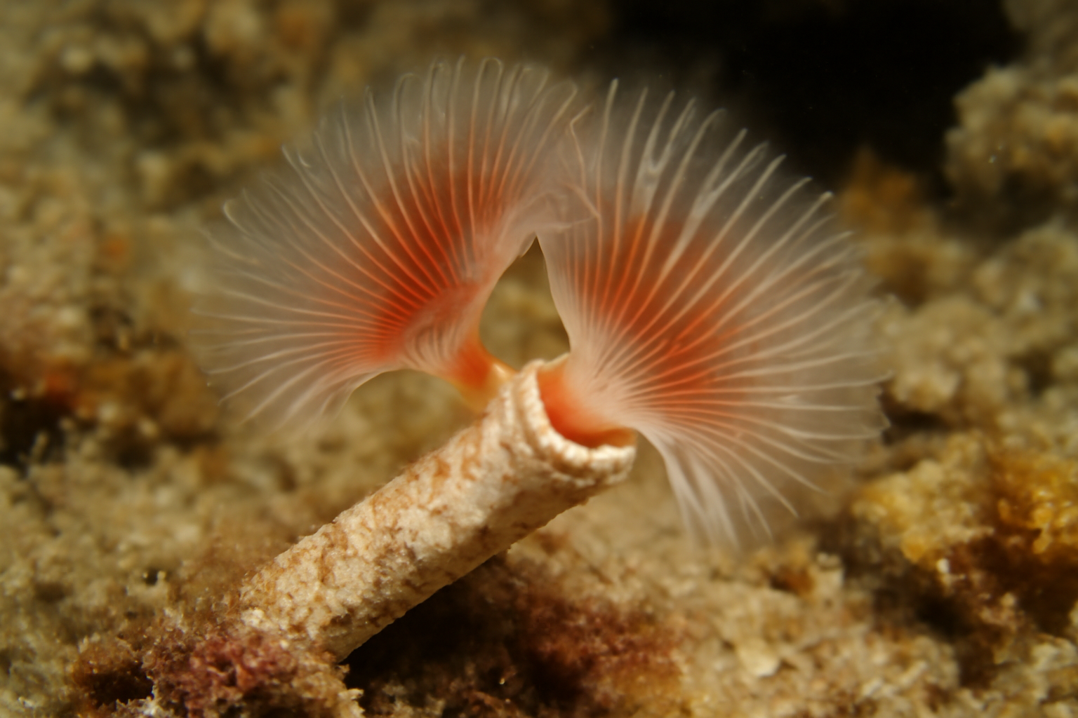 Vermiliopsis