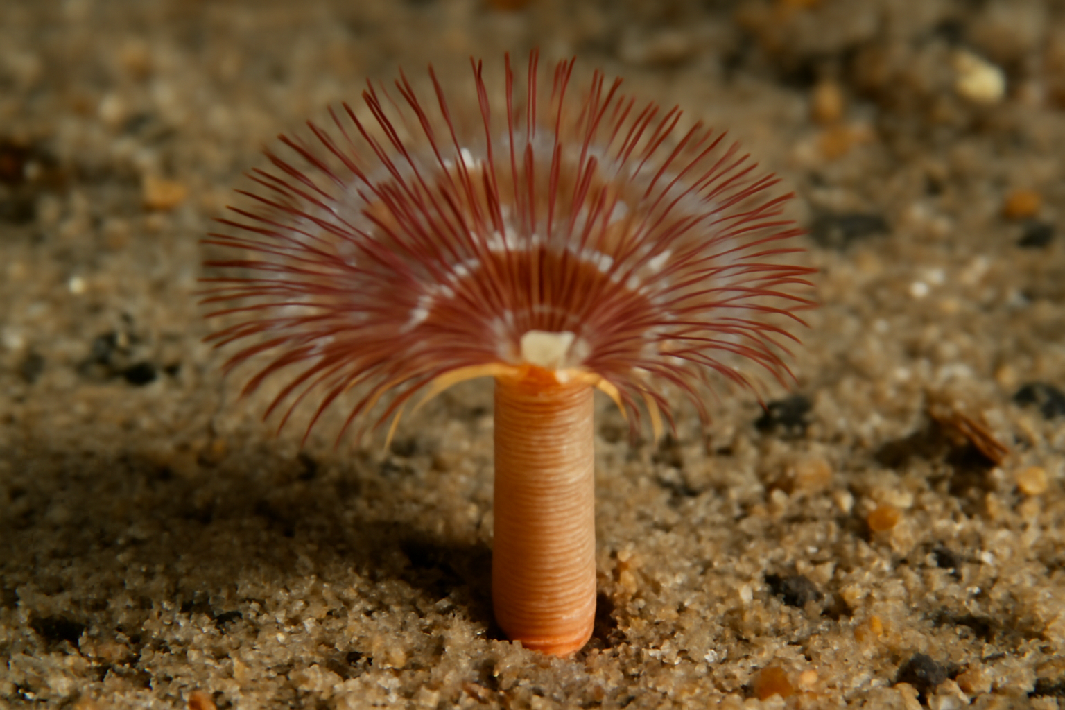 Cistenides