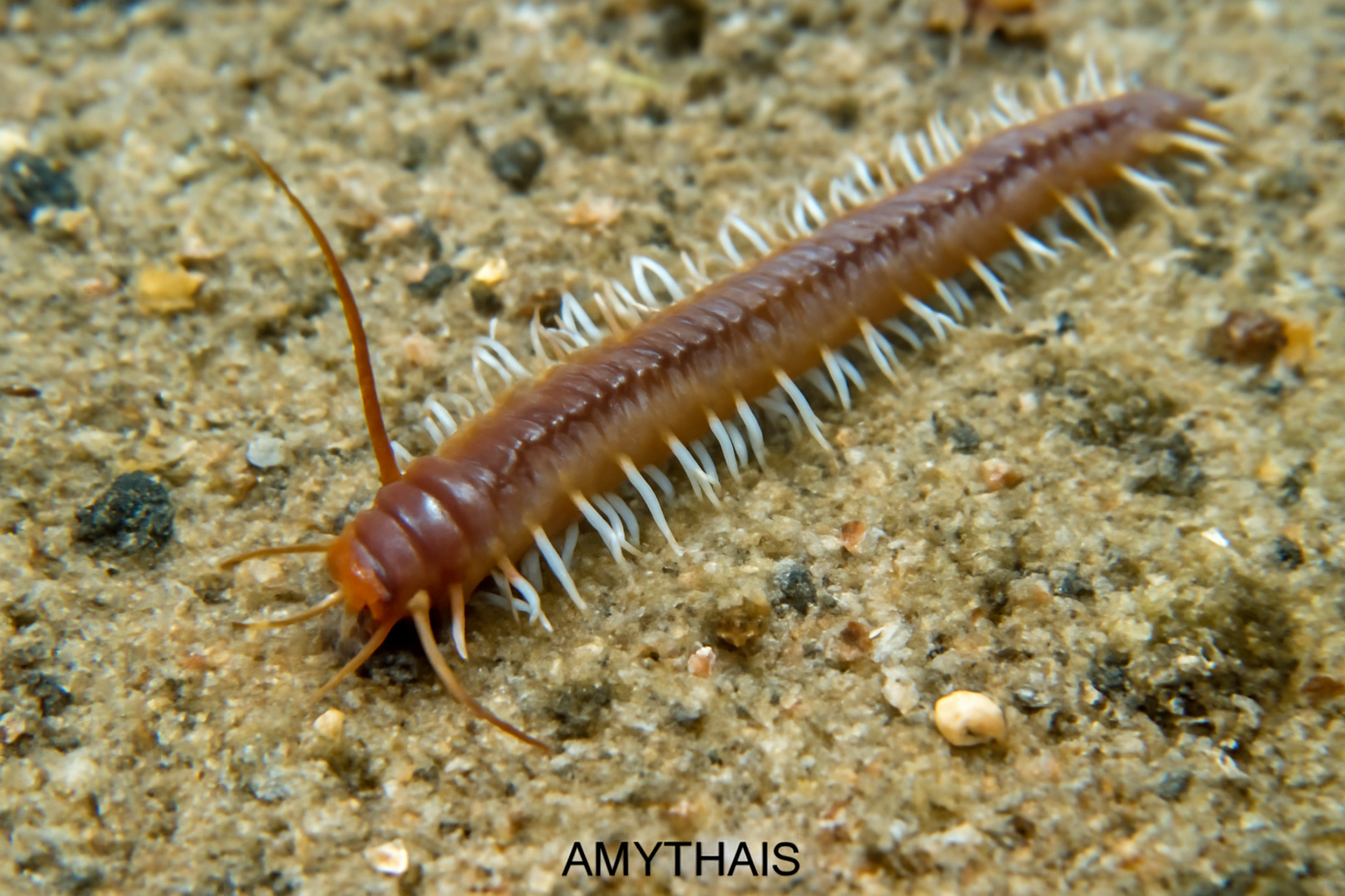 Amythas