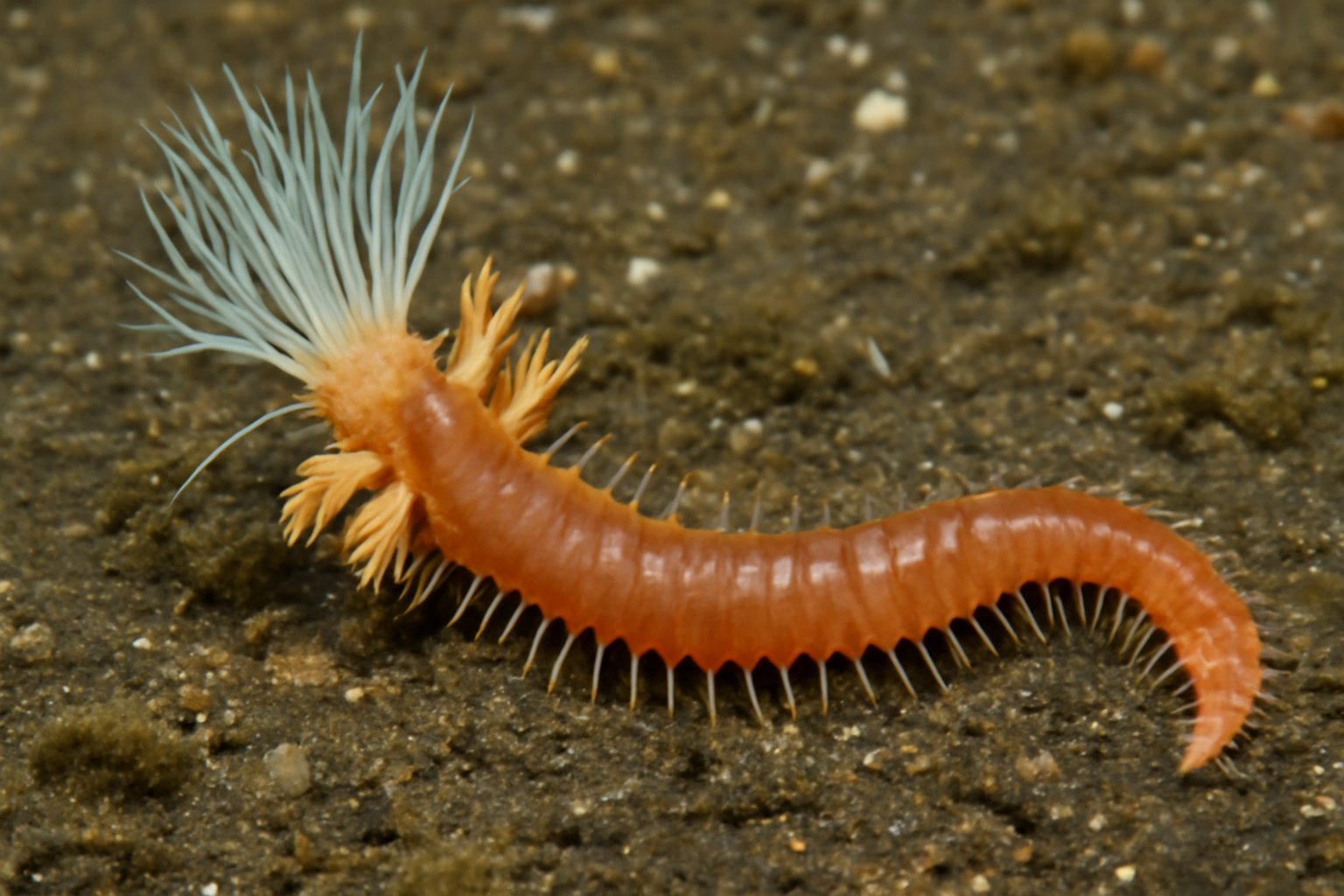 Ecamphicteis
