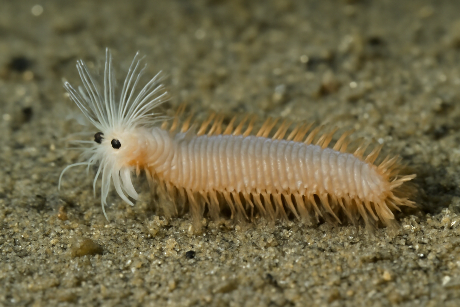 Melinnopsis