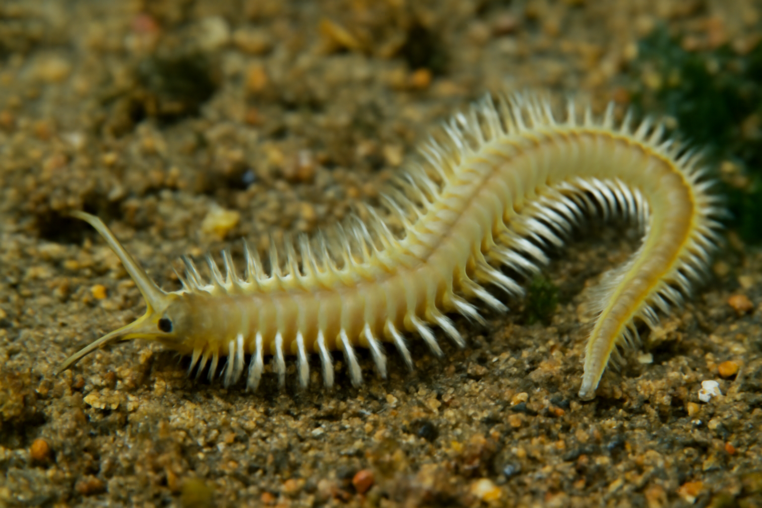 Phyllodoce
