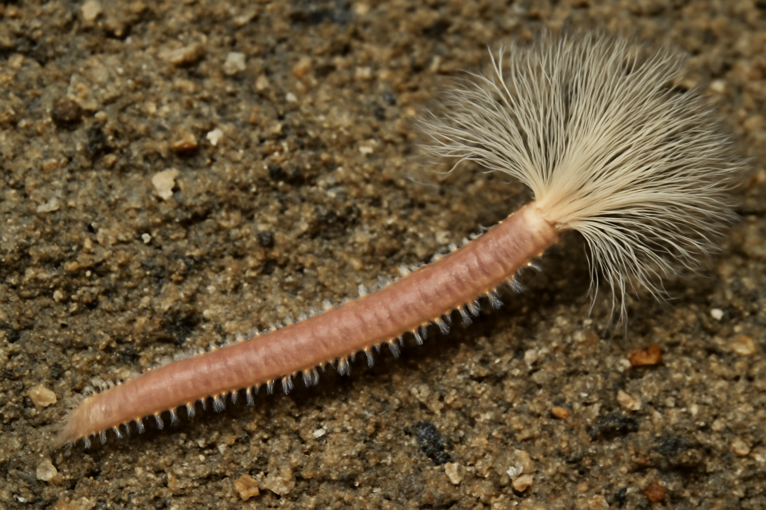 Stylarioides