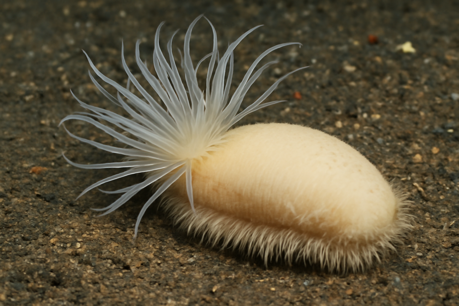 Diplocirrus