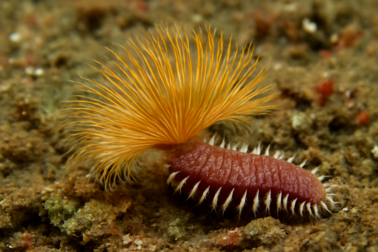 Flabelliderma