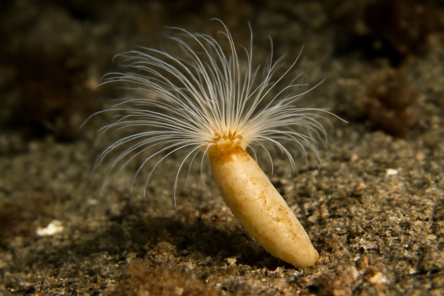 Flabelligella