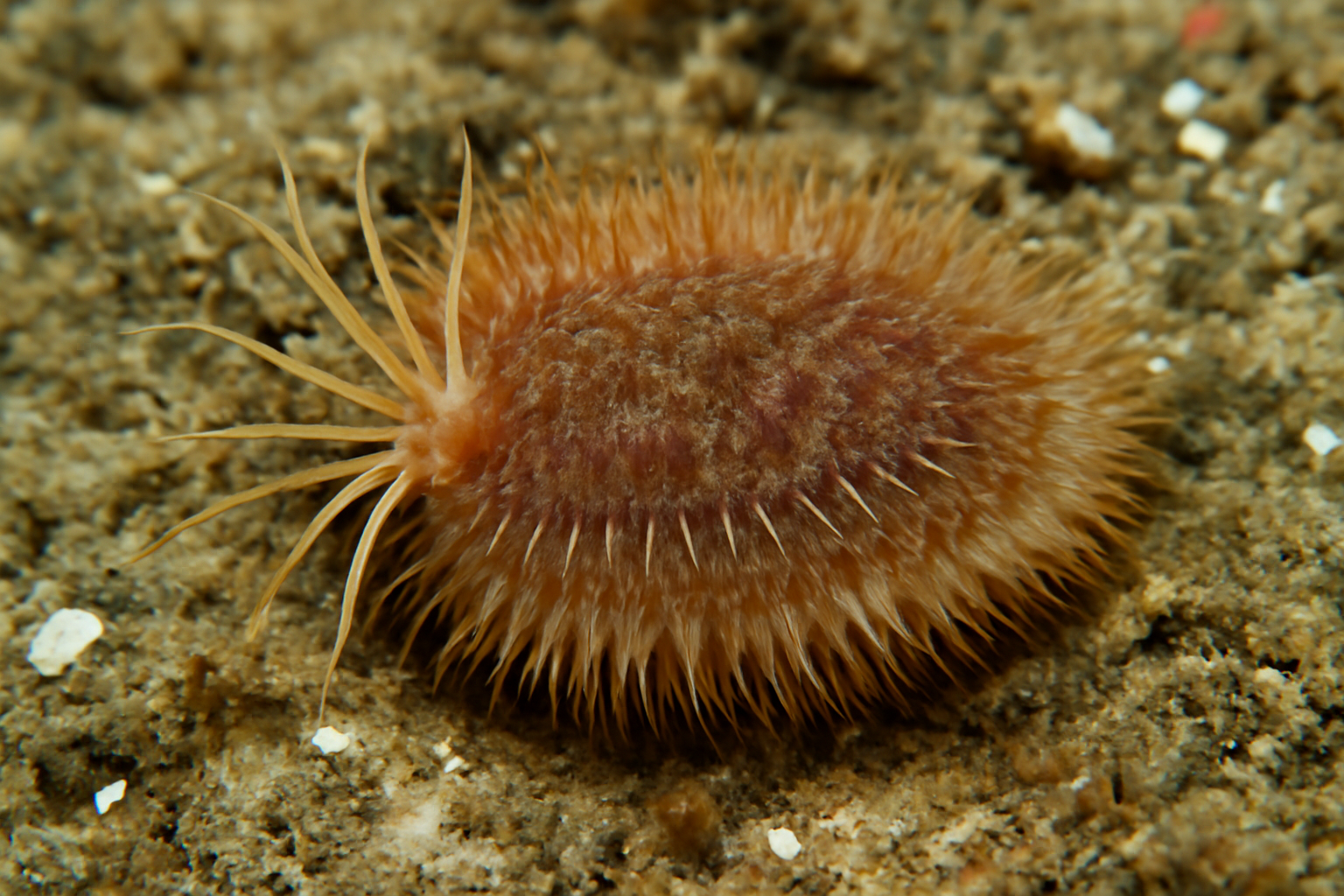 Flabelliderma