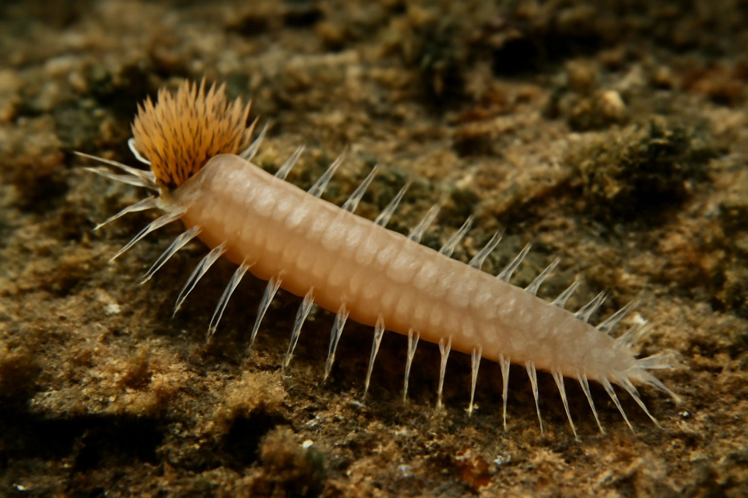 Macrochaeta