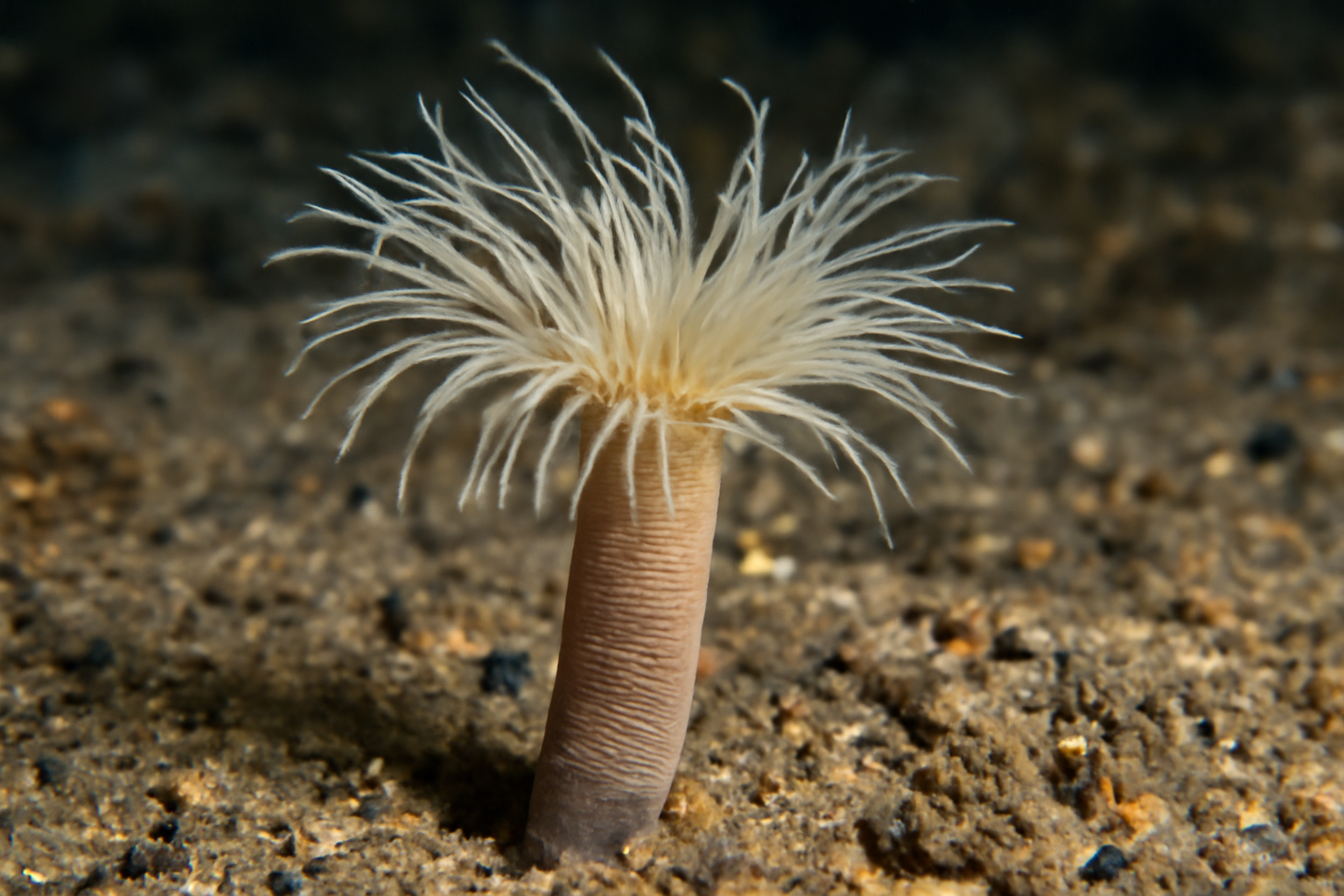 Galathowenia