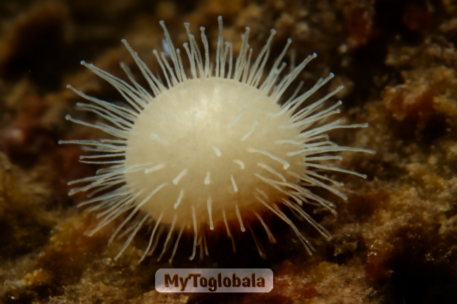 Myrioglobula