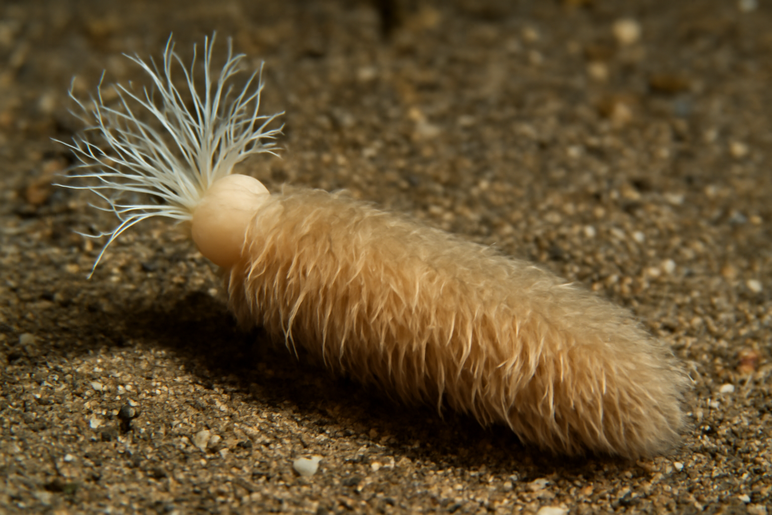 Flabelligella