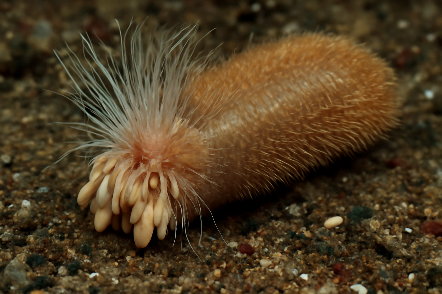 Flabelligera