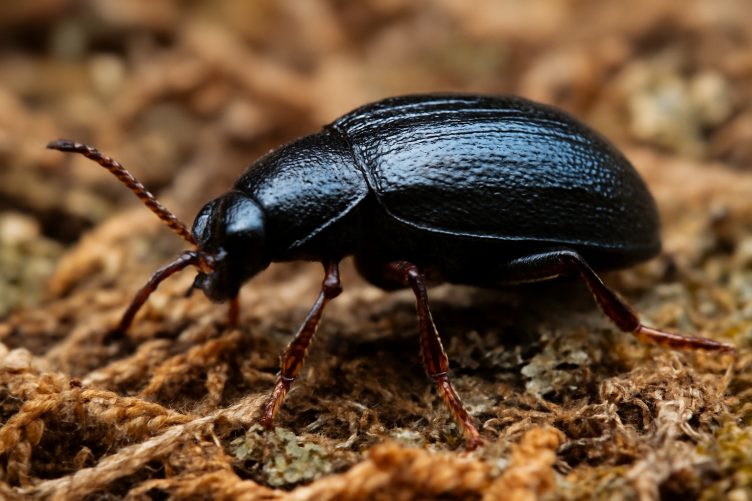 Semiodera