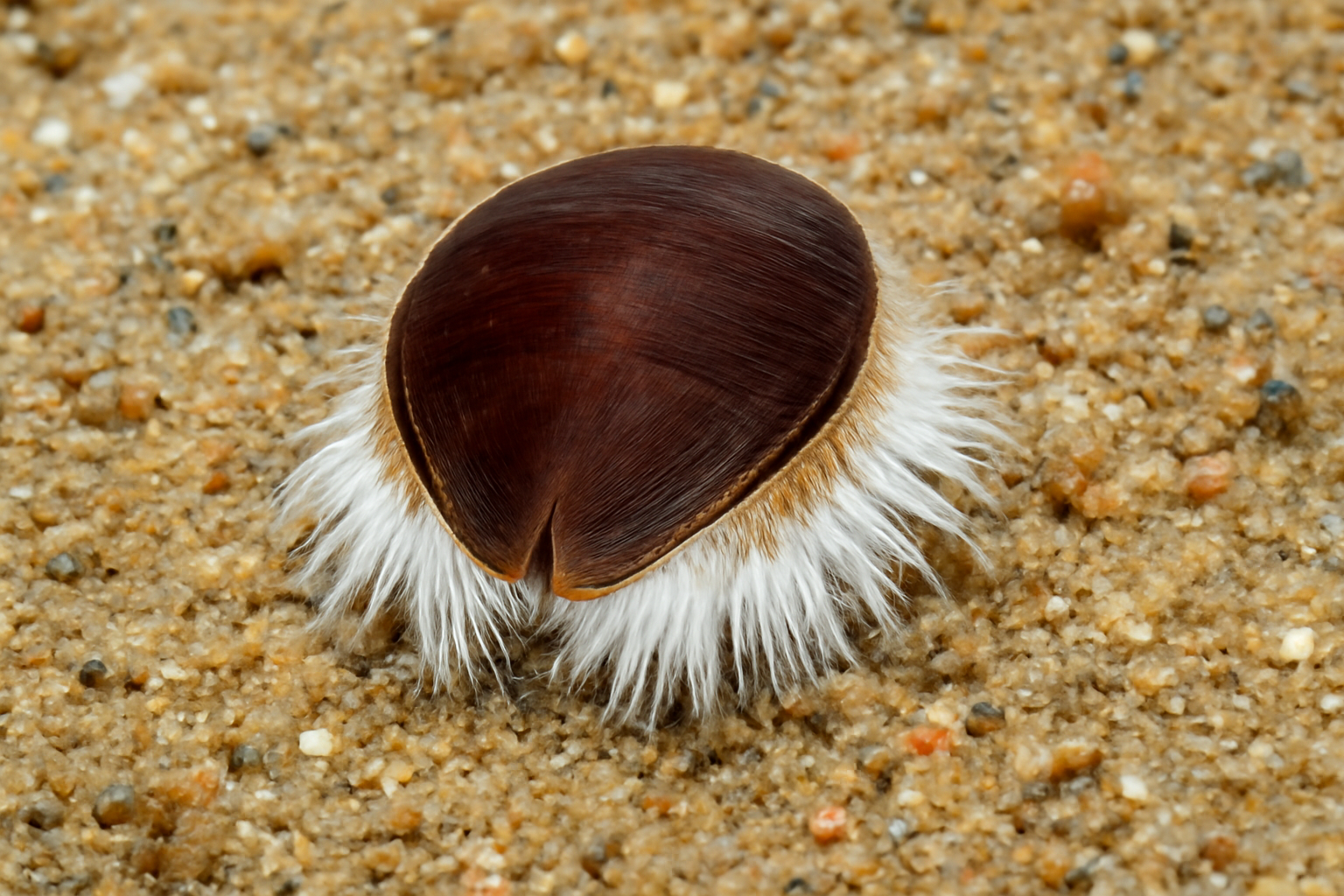 Sternaspis