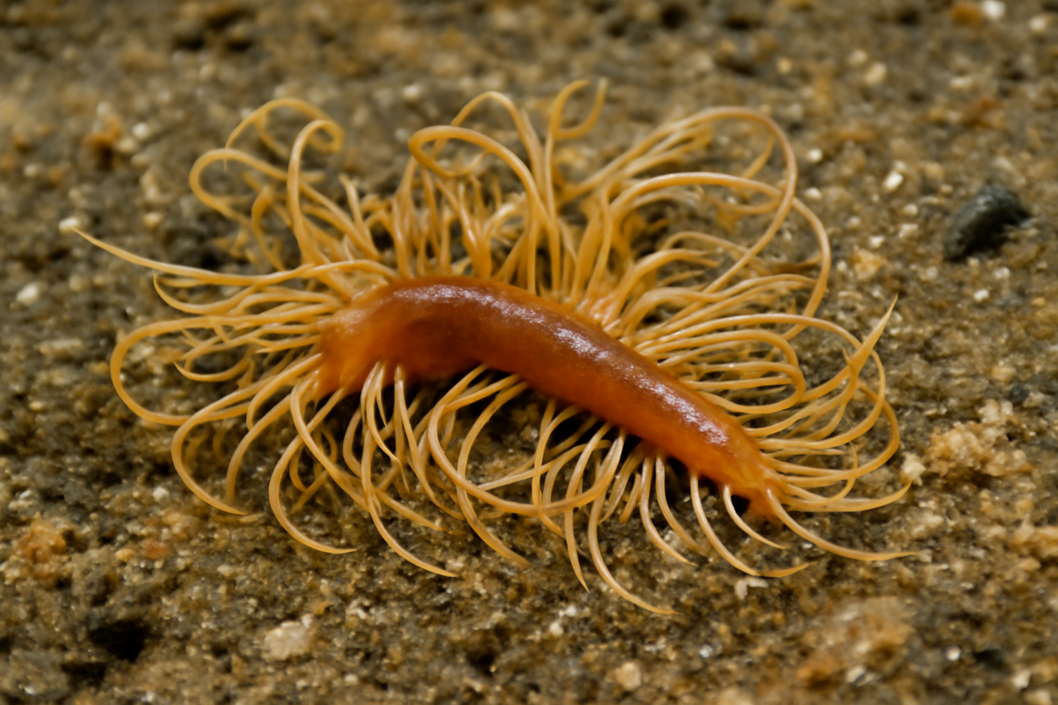 Cirratulus
