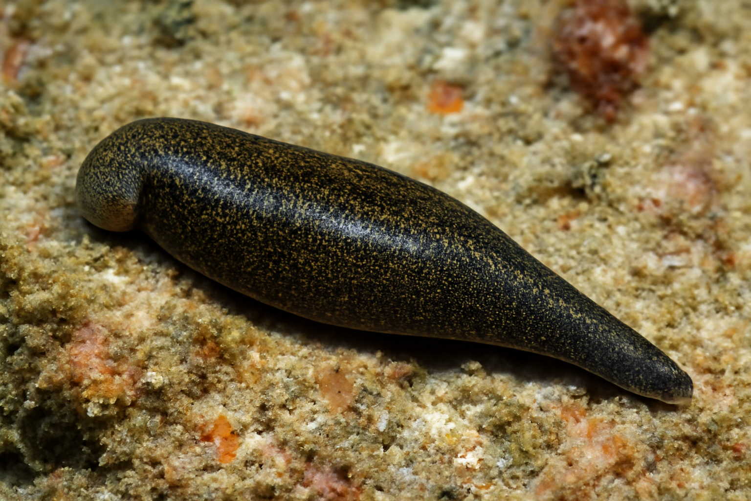 Marine Leech