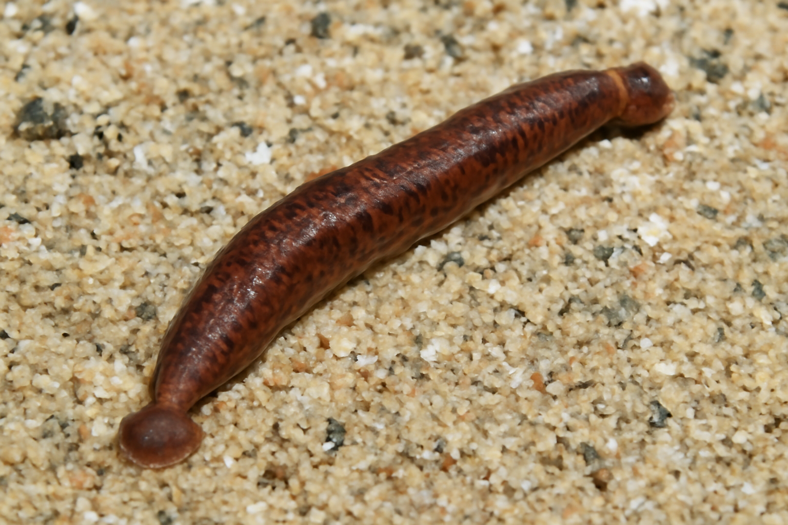 Stibarobdella