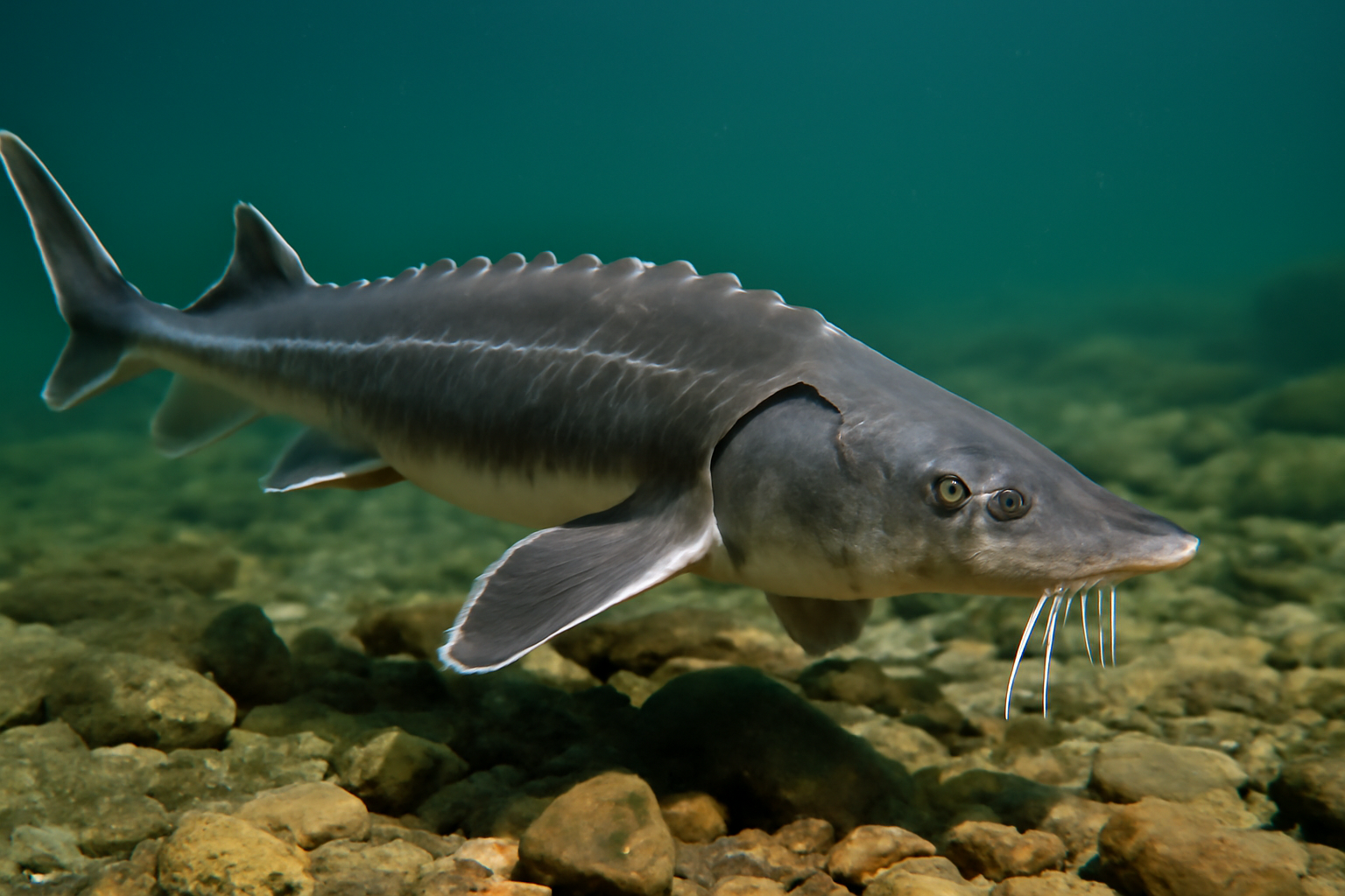 Siberian Sturgeons